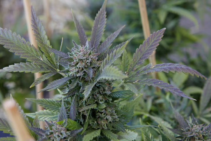 Marijuana plant growing in a garden