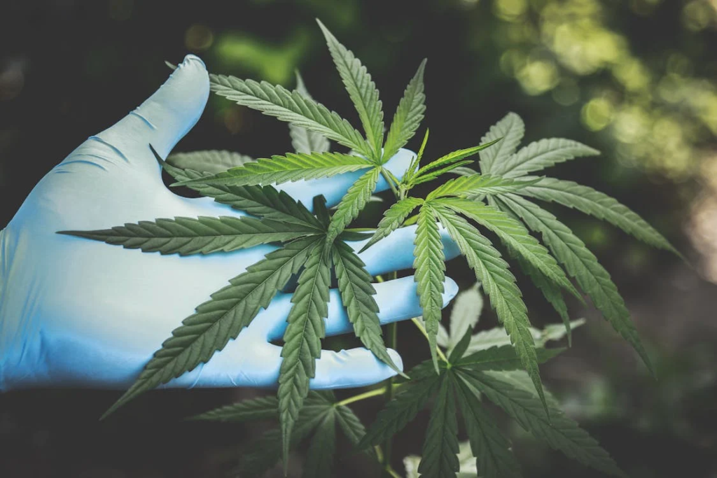 A person holding a green cannabis plant